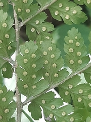 Dryopteris inaequalis