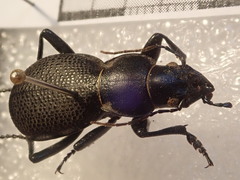Carabus brandti brandti