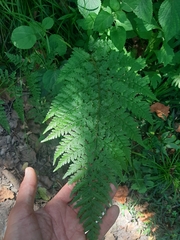 Dryopteris inaequalis