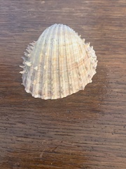 Acanthocardia aculeata