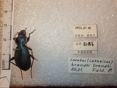 Carabus brandti brandti