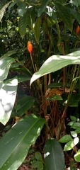 Heliconia episcopalis