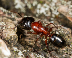 Camponotus texanus