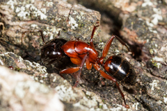 Camponotus texanus