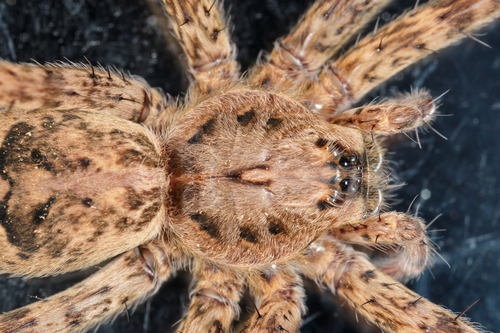 Dark Fishing Spider photo 5