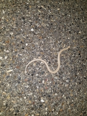 Arizona elegans candida