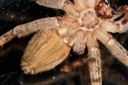 Dark Fishing Spider photo 6