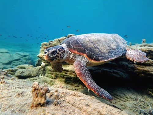Loggerhead Sea Turtle