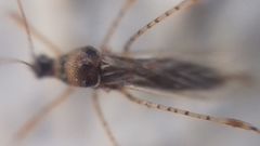 Gampsocoris