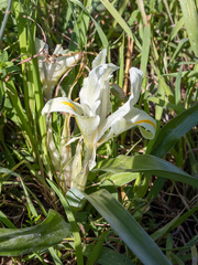 Iris palaestina