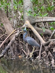 Egretta tricolor image