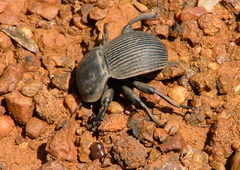 Anomalipus elephas