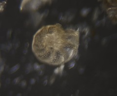 Elphidiidae