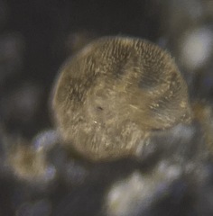 Elphidiidae
