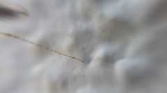 Gampsocoris