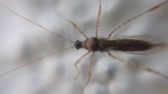 Gampsocoris