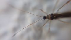 Gampsocoris