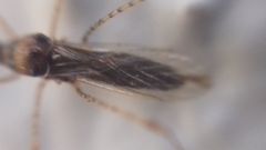 Gampsocoris