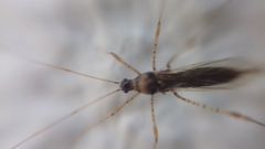 Gampsocoris