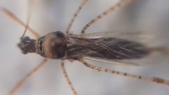 Gampsocoris