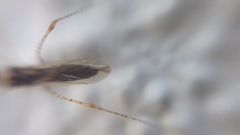 Gampsocoris