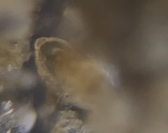 Elphidiidae