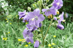 Polemonium caeruleum