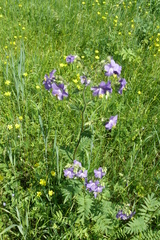 Polemonium caeruleum
