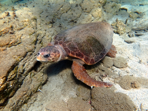 Loggerhead Sea Turtle
