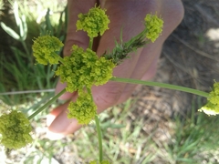 Lomatium triternatum triternatum