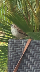 Passer domesticus