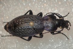 Carabus gilnickii gilnickii