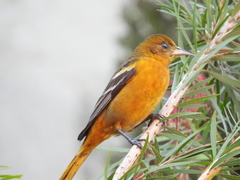 Icterus spurius