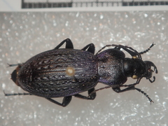 Carabus gilnickii gilnickii
