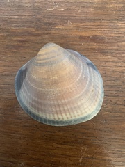 Glycymeris nummaria