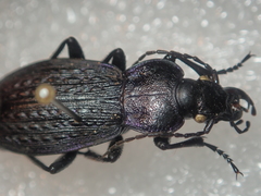 Carabus gilnickii gilnickii