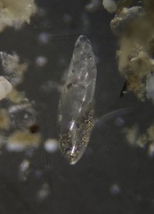 Bolivina pacifica