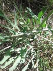Lomatium triternatum triternatum