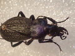 Carabus gilnickii gilnickii