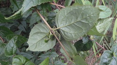 Eupatorium amabile