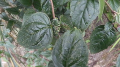Eupatorium amabile