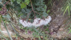Eupatorium amabile