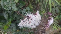 Eupatorium amabile