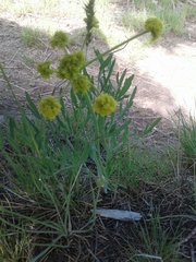 Lomatium triternatum triternatum