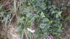 Eupatorium amabile