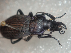 Carabus gilnickii gilnickii
