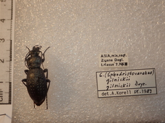Carabus gilnickii gilnickii