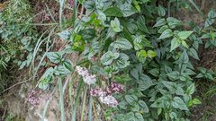 Eupatorium amabile