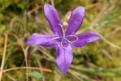 Campanula arvatica