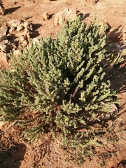 Artemisia caerulescens gallica